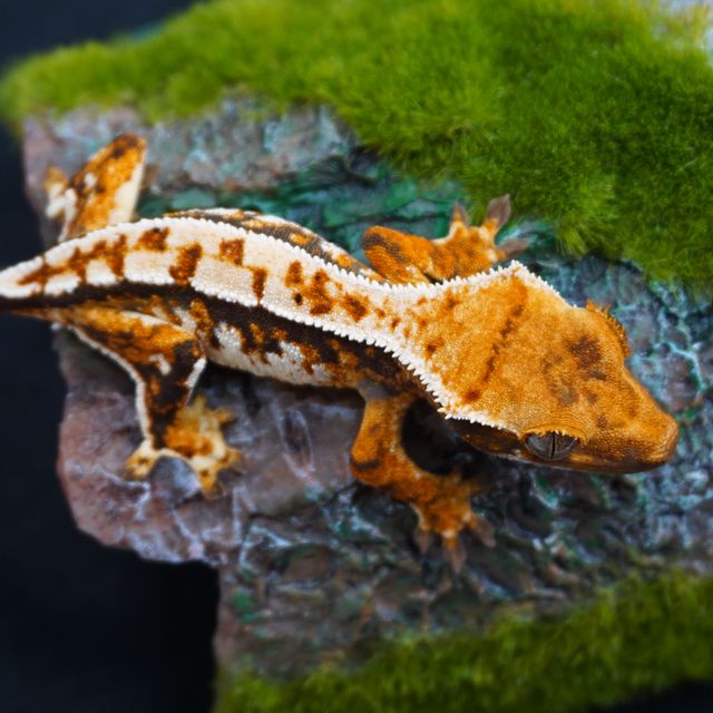 노멀 트라이 익스트림할리퀸 다크 텐저린 바브