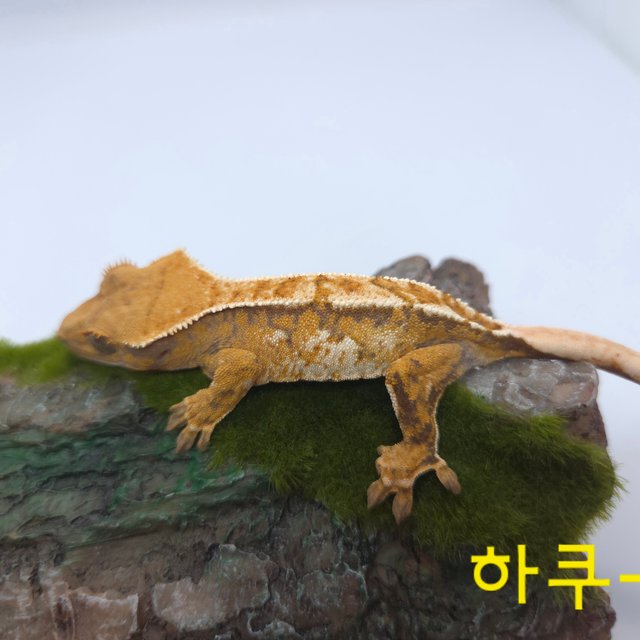 노멀 트라이 익스트림할리퀸 할리퀸 텐저린