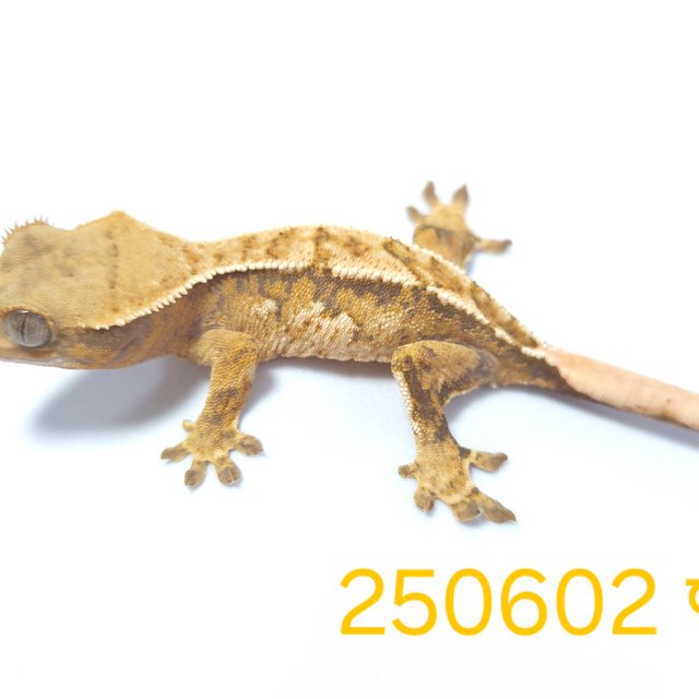 노멀 트라이 익스트림할리퀸 할리퀸 옐로우