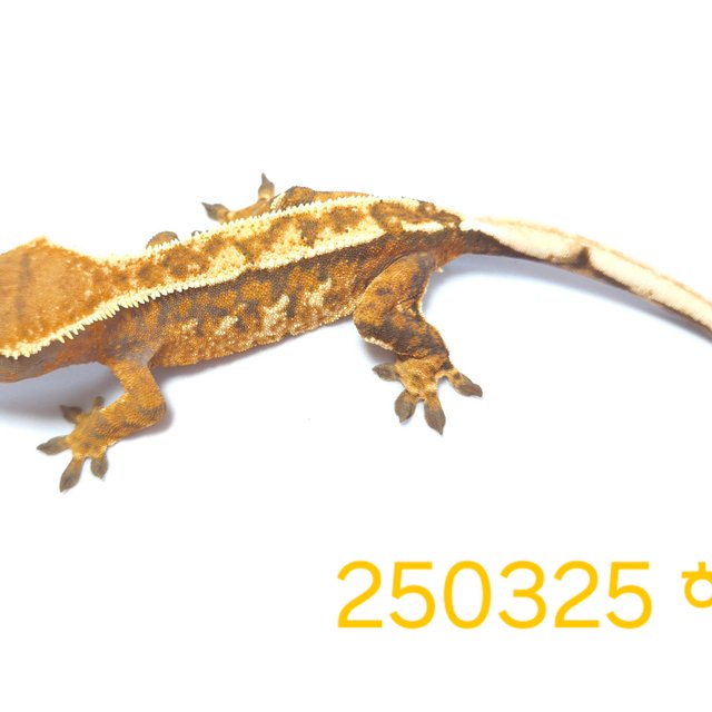 노멀 익스트림할리퀸 화이트핀 트라이 바브 화이트스팟