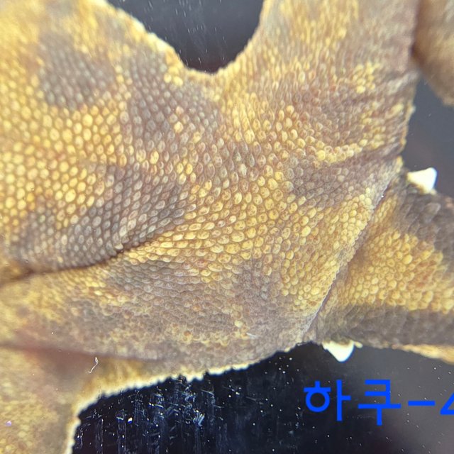 노멀 트라이 익스트림할리퀸 할리퀸 텐저린 옐로우