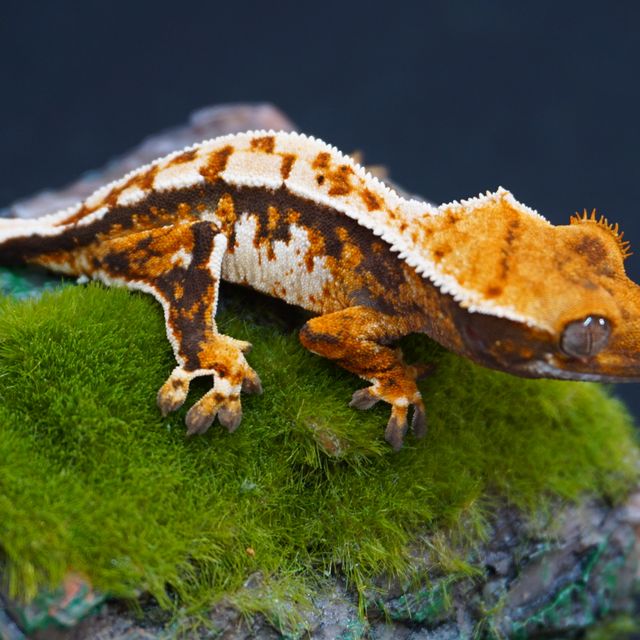 노멀 트라이 익스트림할리퀸 다크 텐저린 바브