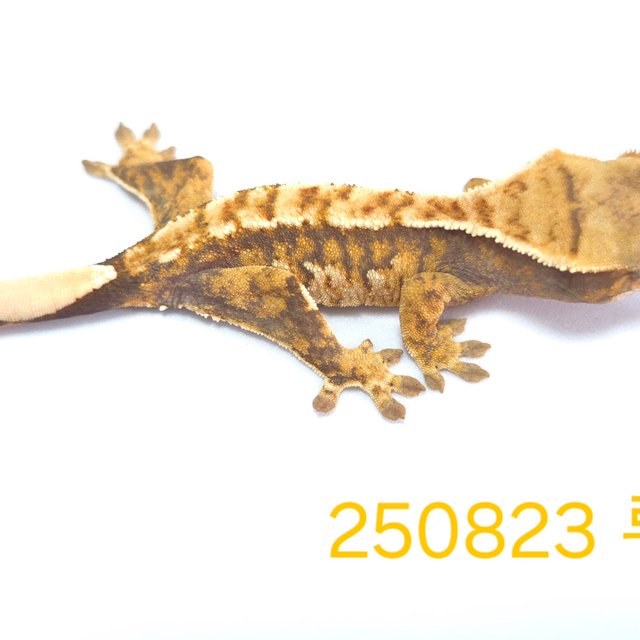 노멀 트라이 익스트림할리퀸 할리퀸 옐로우 텐저린