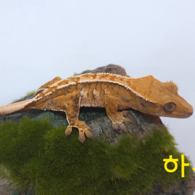 노멀 트라이 익스트림할리퀸 할리퀸 텐저린