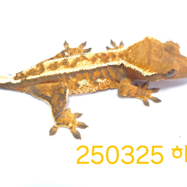 노멀 익스트림할리퀸 화이트핀 트라이 바브 화이트스팟