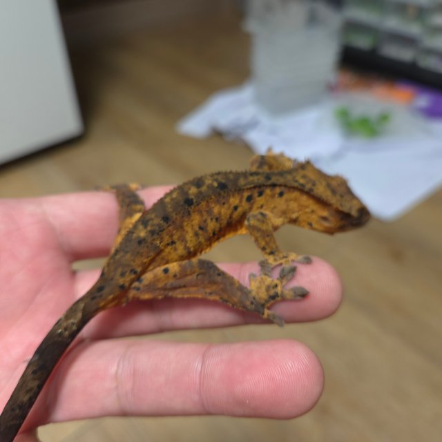 노멀 달마시안 슈퍼달마시안 다크 레드