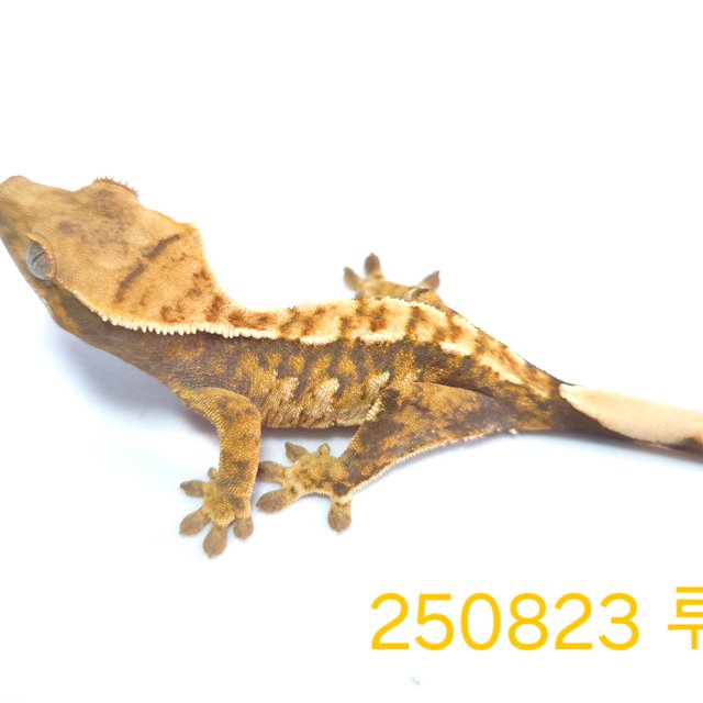 노멀 트라이 익스트림할리퀸 할리퀸 옐로우 텐저린