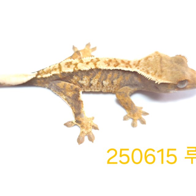 노멀 익스트림할리퀸 할리퀸 옐로우 텐저린