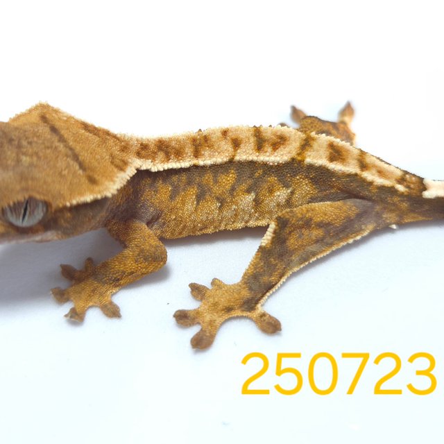 노멀 할리퀸 익스트림할리퀸 트라이 옐로우 텐저린