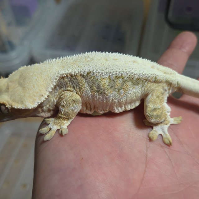 릴리화이트 트라이 풀핀 옐로우 화이트