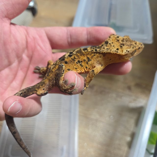 노멀 슈퍼달마시안 다크 옐로우