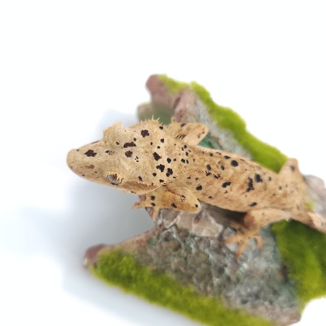 슈퍼달마시안