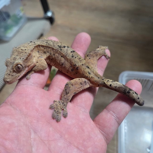 노멀 달마시안 슈퍼달마시안 다크 레드