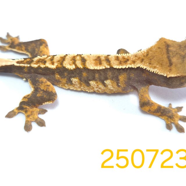 노멀 트라이 익스트림할리퀸 할리퀸 다크 옐로우