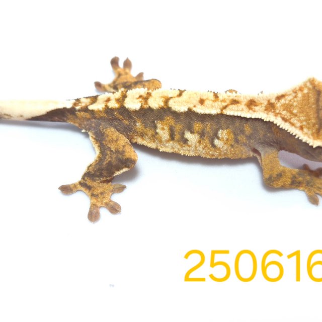 노멀 익스트림할리퀸 할리퀸 옐로우 텐저린