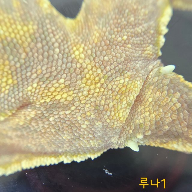 노멀 트라이 익스트림할리퀸 텐저린 화이트핀 옐로우