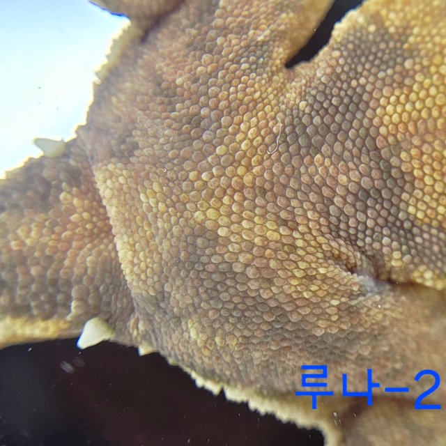 노멀 익스트림할리퀸 할리퀸 옐로우 텐저린