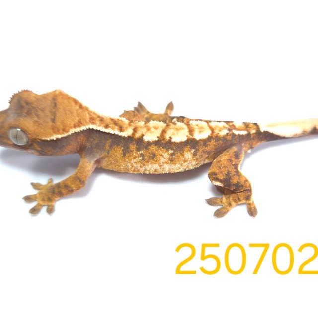 노멀 트라이 익스트림할리퀸 할리퀸 텐저린 옐로우