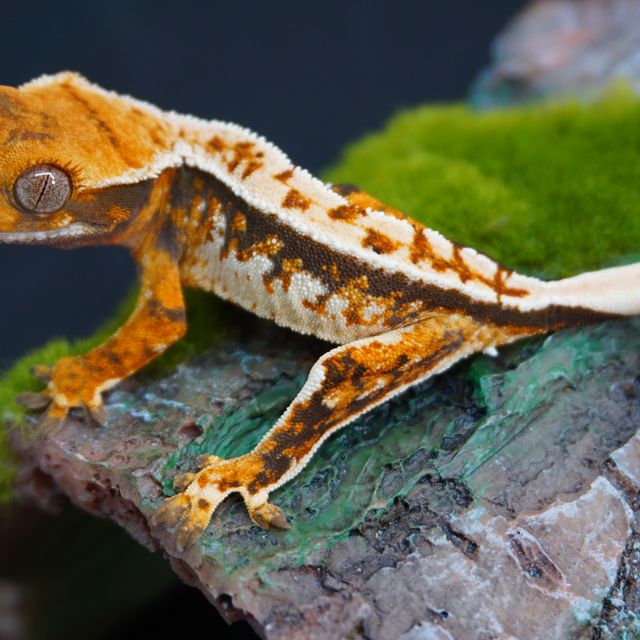 노멀 트라이 익스트림할리퀸 다크 텐저린 바브