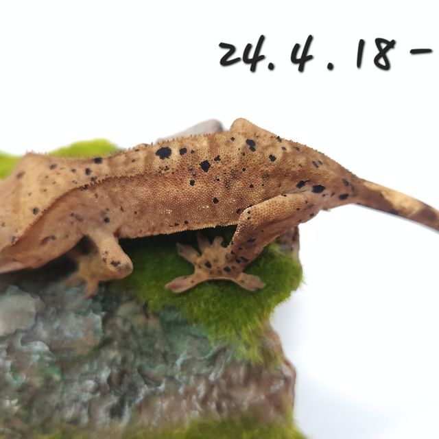 슈퍼달마시안