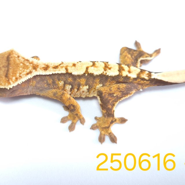 노멀 익스트림할리퀸 할리퀸 옐로우 텐저린