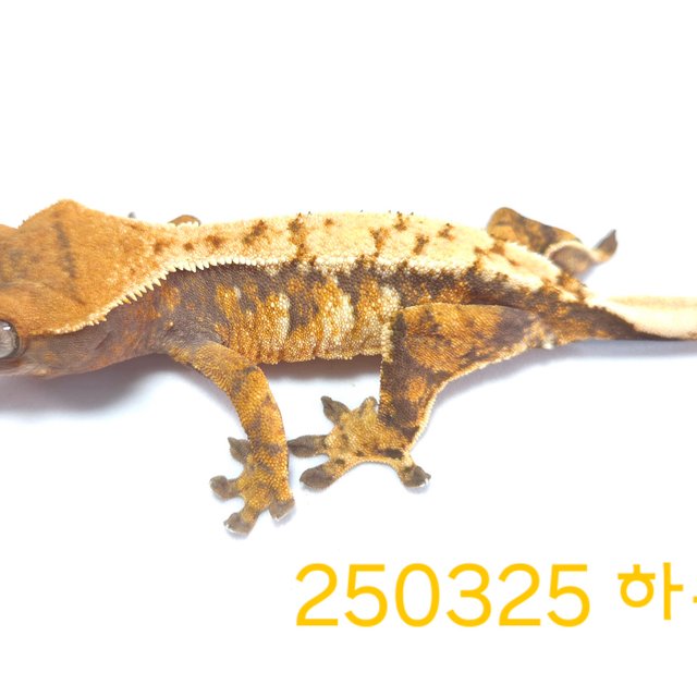 노멀 익스트림할리퀸 화이트핀 바브 텐저린