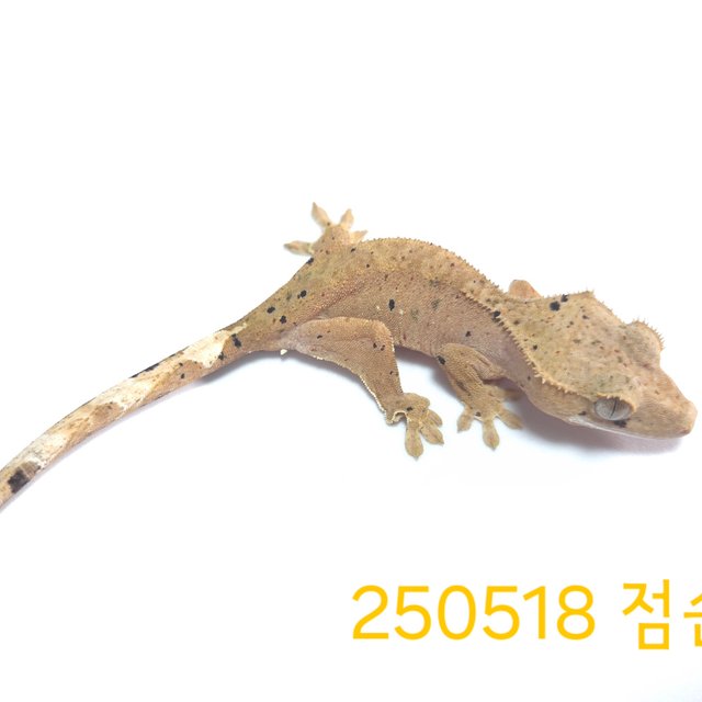 달마시안 슈퍼달마시안