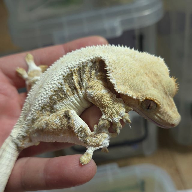 릴리화이트 트라이 풀핀 옐로우 화이트