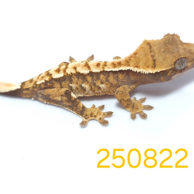 노멀 트라이 익스트림할리퀸 할리퀸 옐로우 텐저린