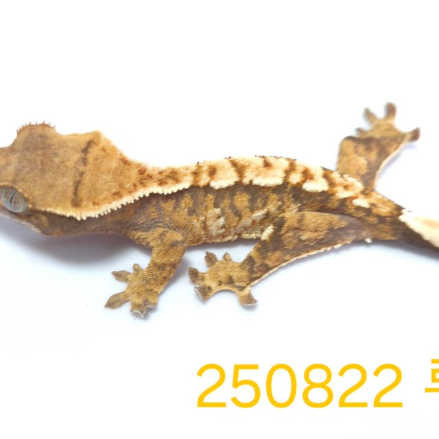 노멀 트라이 익스트림할리퀸 할리퀸 옐로우 텐저린