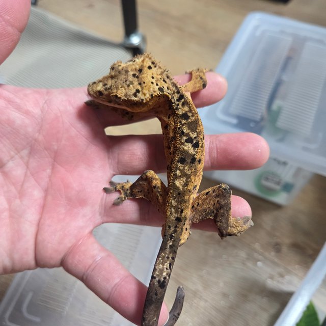 노멀 슈퍼달마시안 다크 옐로우