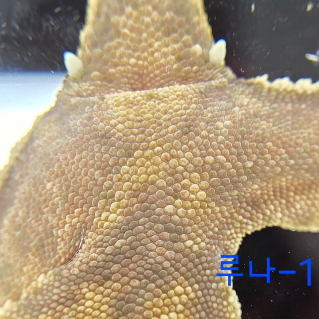 노멀 익스트림할리퀸 할리퀸 옐로우 텐저린