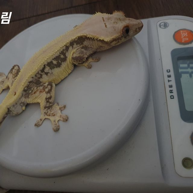 릴리화이트 솔리드백