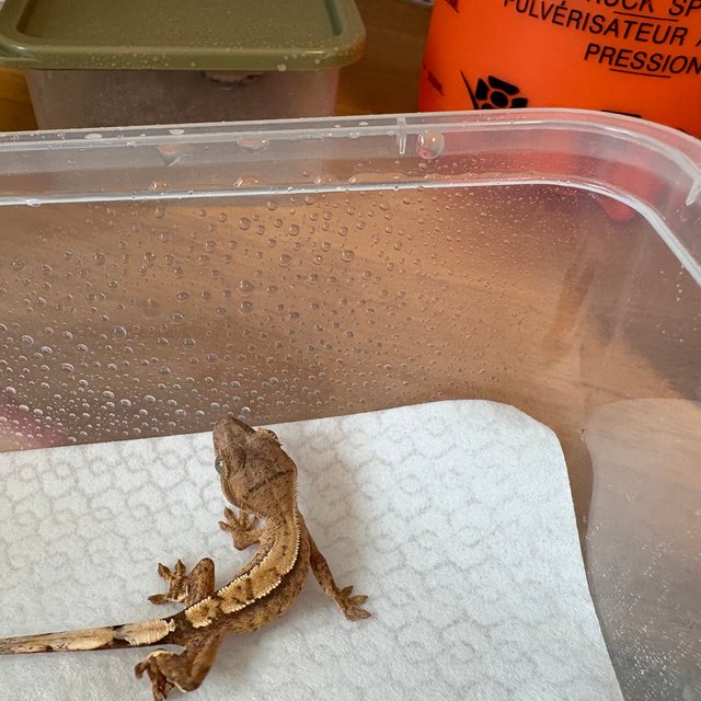 슈퍼스트라이프