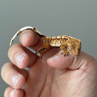 트라이 익스트림할리퀸