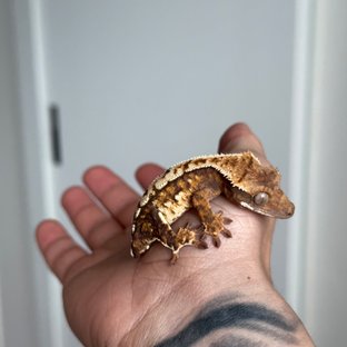 트라이 익스트림할리퀸