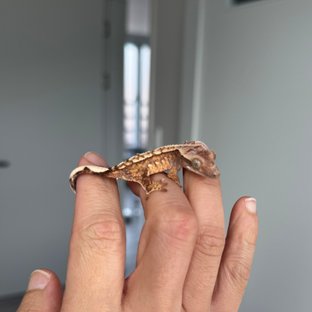 트라이 익스트림할리퀸