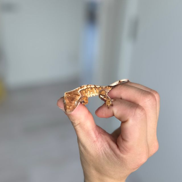 트라이 익스트림할리퀸