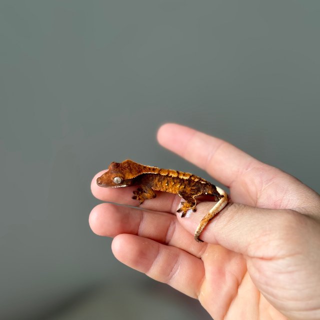 트라이 익스트림할리퀸