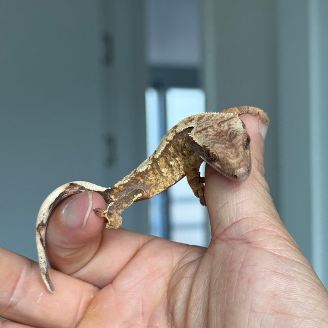 트라이 익스트림할리퀸