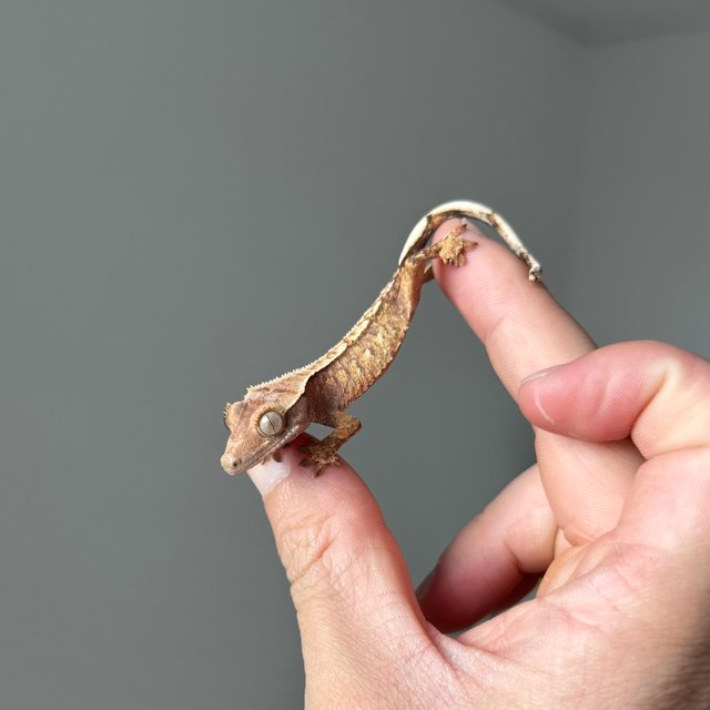 트라이 익스트림할리퀸