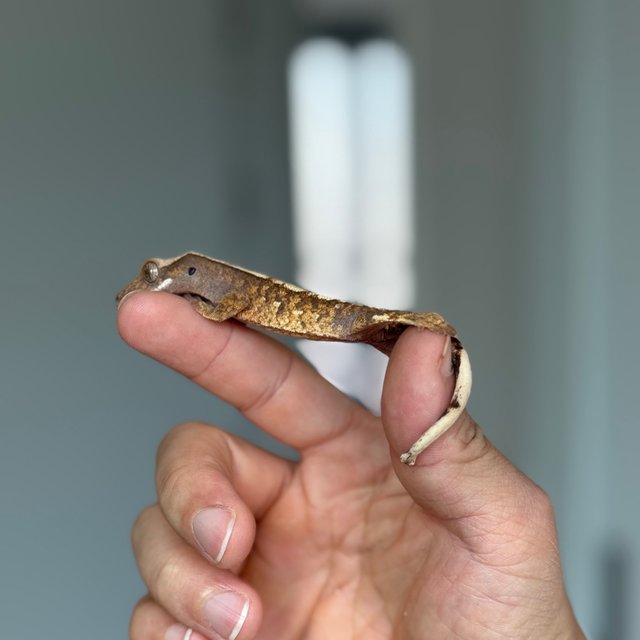 트라이 익스트림할리퀸