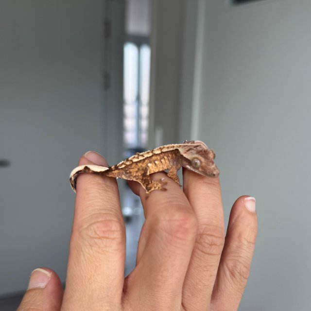 트라이 익스트림할리퀸