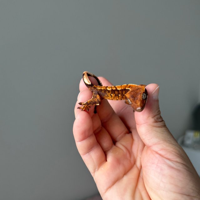 트라이 익스트림할리퀸