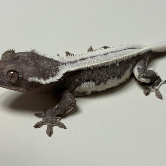 릴잔틱 풀핀 쿼드