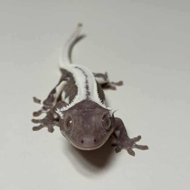 릴잔틱 풀핀 쿼드