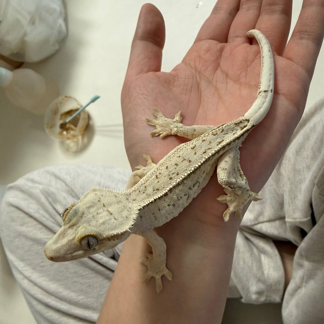 노멀 풀핀 쿼드 화이트스팟 화이트포트홀