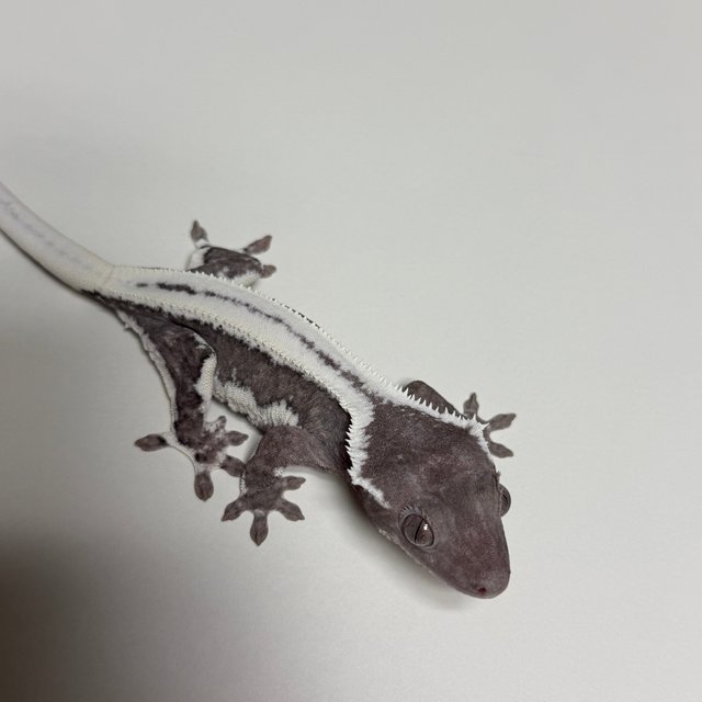 릴잔틱 풀핀 쿼드