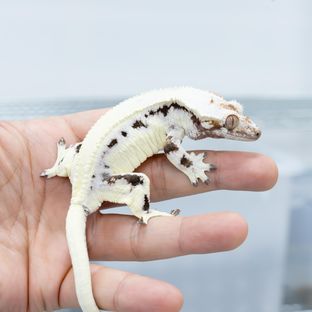 릴리 세이블