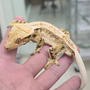 트라이 익스트림할리퀸